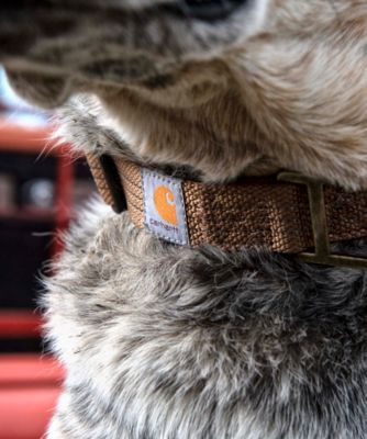 carhartt dog collar