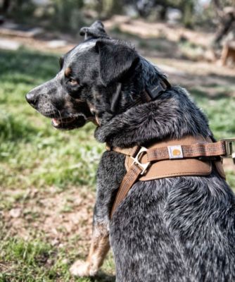 carhartt dog leash